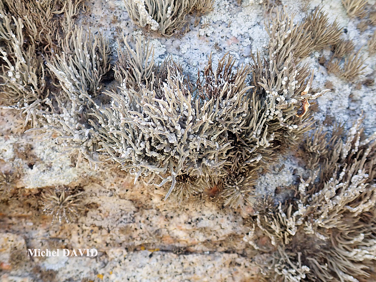 Roccella tinctoria DC Taxon Méditerranée-Corse